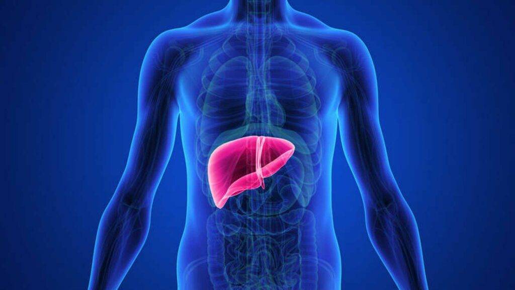 Liver health pictured within person